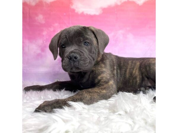 Cane Corso DOG Male Blue Brindle 2945 Petland Lancaster, Ohio