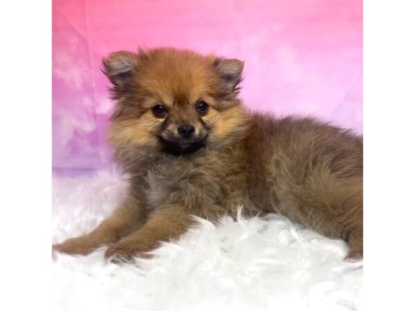 Pomeranian DOG Female Red Sable 2944 Petland Lancaster, Ohio