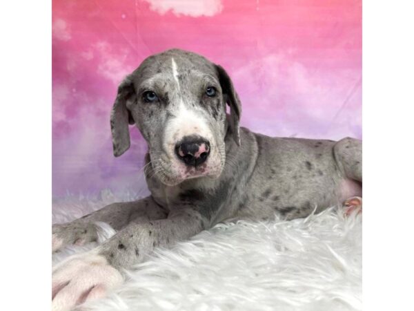 Great Dane DOG Male Blue Merle 2943 Petland Lancaster, Ohio