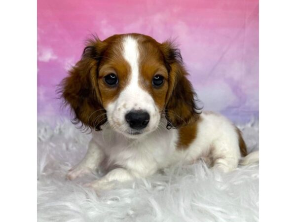 Dachshund DOG Male Brown / White 2941 Petland Lancaster, Ohio