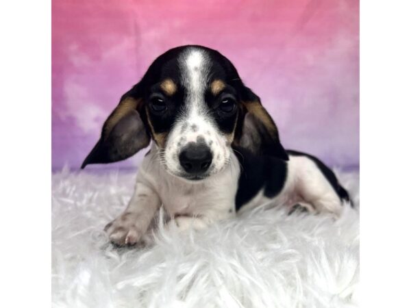 Dachshund DOG Female Black / White 2940 Petland Lancaster, Ohio