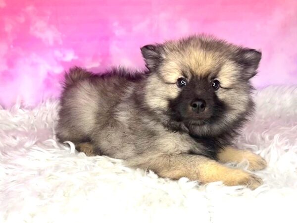 Keeshond DOG Female Silver / Black 2950 Petland Lancaster, Ohio