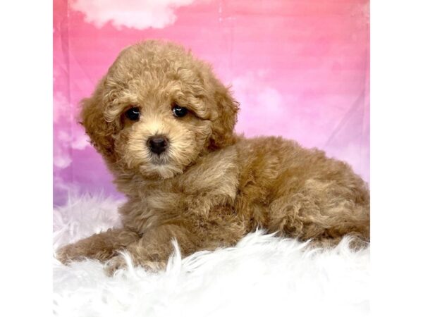 Miniature Poodle-DOG-Male-Red-2970-Petland Lancaster, Ohio