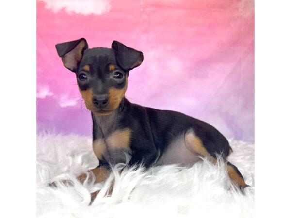 Miniature Pinscher-DOG-Female-Black / Tan-2969-Petland Lancaster, Ohio