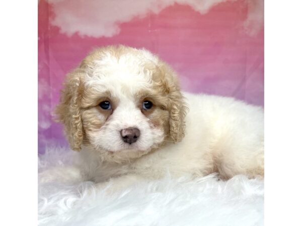 Cavapoo F2-DOG-Male-Red / White-2968-Petland Lancaster, Ohio