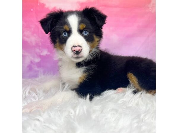 Minature Australian Shepherd DOG Male Black 2967 Petland Lancaster
