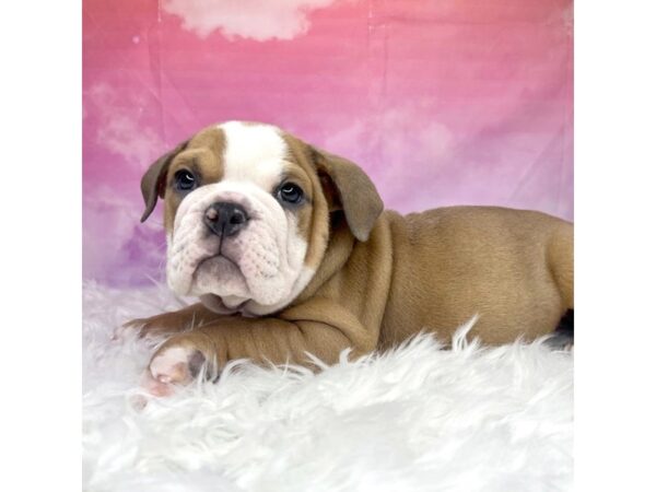 Victorian Bulldog DOG Female Brown / White 2966 Petland Lancaster, Ohio