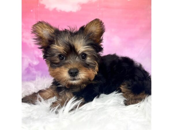 Yorkshire Terrier DOG Male Black / Tan 2965 Petland Lancaster, Ohio