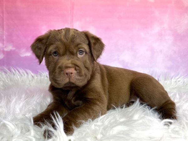 Hippo Mini DOG Female Chocolate 2978 Petland Lancaster, Ohio