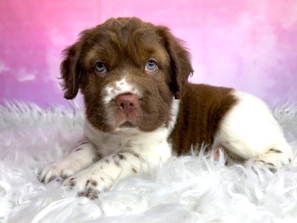 Hippo Mini-DOG-Male-Chocolate / White-2979-Petland Lancaster, Ohio