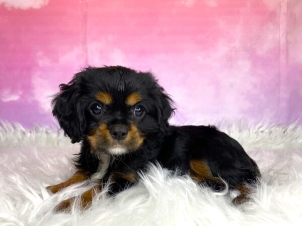 Cavalier King Charles Spaniel DOG Male Black / Tan 2980 Petland Lancaster, Ohio