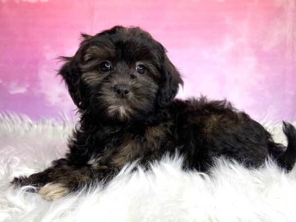 Shihpoo DOG Female blk/brwn 2971 Petland Lancaster, Ohio