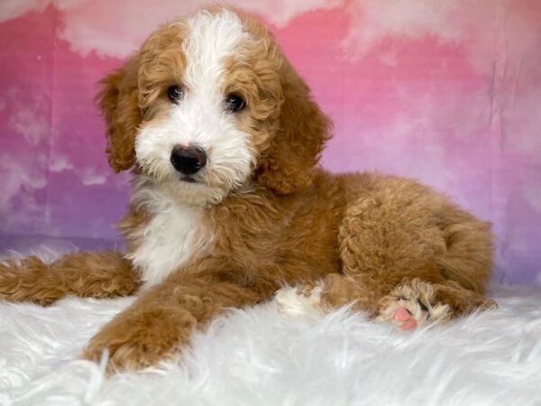 Mini Bernedoodle DOG Female rd/wht 2974 Petland Lancaster, Ohio