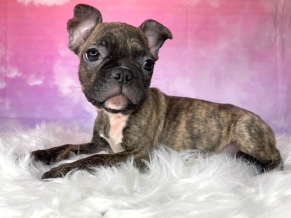 Frenchton DOG Male brindle 2975 Petland Lancaster, Ohio