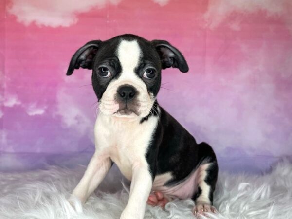 Boston Terrier DOG Female blk/wht/brindle 2981 Petland Lancaster, Ohio