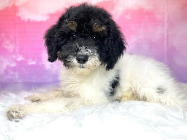 Moyen Poodle DOG Male blk/wht 2973 Petland Lancaster, Ohio