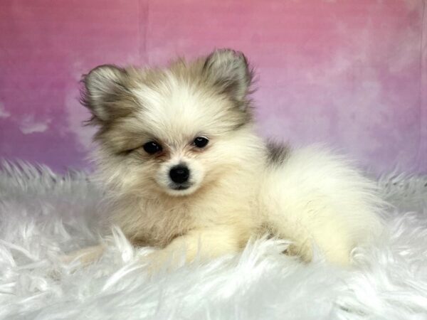 Pomeranian DOG Female fawn/white 2972 Petland Lancaster, Ohio