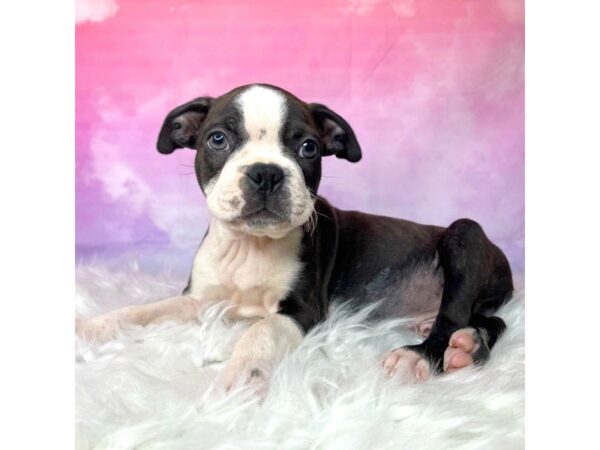 Boston Terrier DOG Male blk/wht/brindle 2982 Petland Lancaster, Ohio