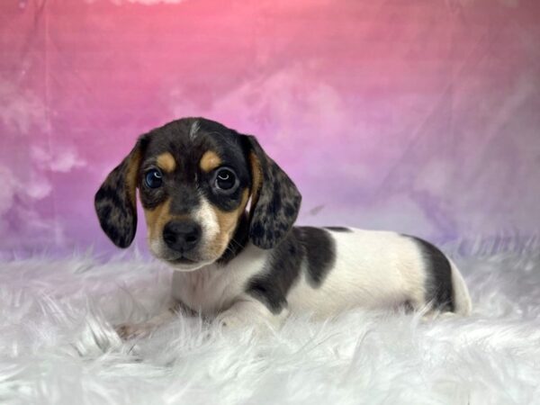 Dachshund DOG Male blue merle/white 2987 Petland Lancaster, Ohio