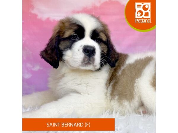 Saint Bernard-DOG-Female-Mahogany / White-2984-Petland Lancaster, Ohio