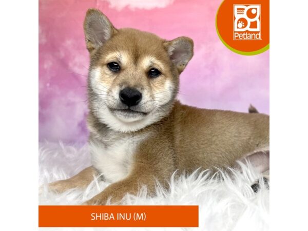 Shiba Inu-DOG-Male-Red Sesame-2985-Petland Lancaster, Ohio