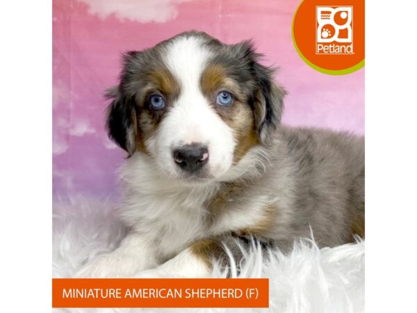 Miniature American Shepherd DOG Female Blue Merle 2999 Petland Lancaster, Ohio