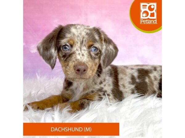 Dachshund DOG Male choc dapple 2998 Petland Lancaster, Ohio