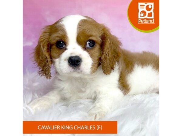 Cavalier King Charles Spaniel DOG Female blenheim/ wht 2997 Petland Lancaster, Ohio