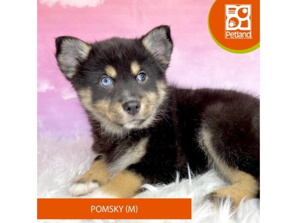 Pomsky DOG Male blk/tn 2996 Petland Lancaster, Ohio