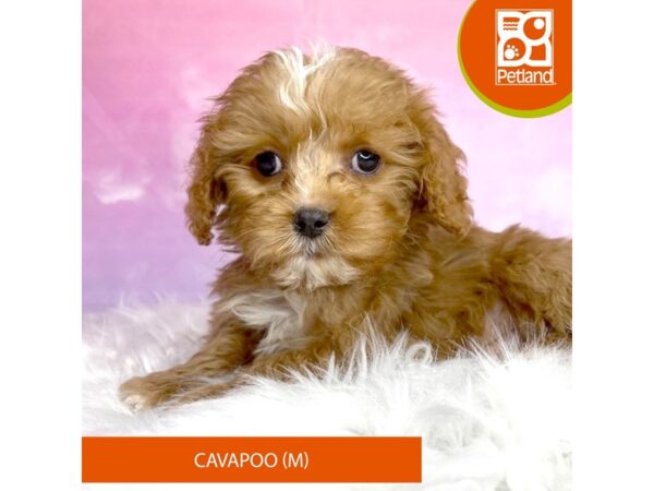 Cavapoo-DOG-Male-red/wht-2995-Petland Lancaster, Ohio