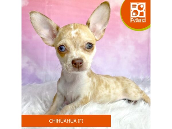 Chihuahua DOG Female Red Merle 2992 Petland Lancaster, Ohio