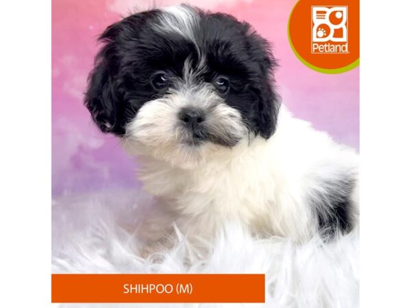 Shihpoo-DOG-Male-Black / White-2991-Petland Lancaster, Ohio