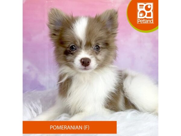 Pomeranian DOG Female Red / White 2990 Petland Lancaster, Ohio