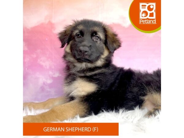 German Shepherd Dog DOG Female Black / Red 2989 Petland Lancaster, Ohio