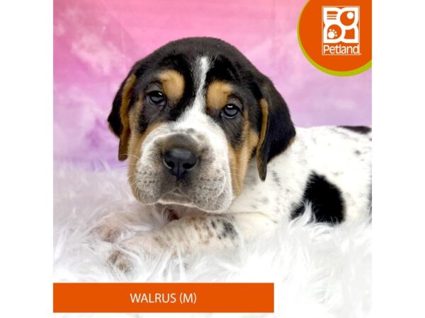 Walrus DOG Male Tri-Colored 2988 Petland Lancaster, Ohio