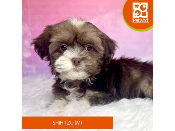 Shih Tzu DOG Male Chocolate 2986 Petland Lancaster, Ohio