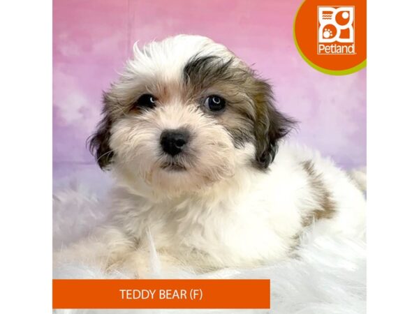 Teddy Bear DOG Female Tri-Colored 3006 Petland Lancaster, Ohio