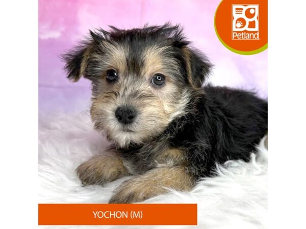 Yochon-DOG-Male-Black / Tan-3005-Petland Lancaster, Ohio