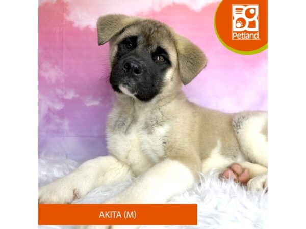 Akita DOG Male Brown / White 3004 Petland Lancaster, Ohio