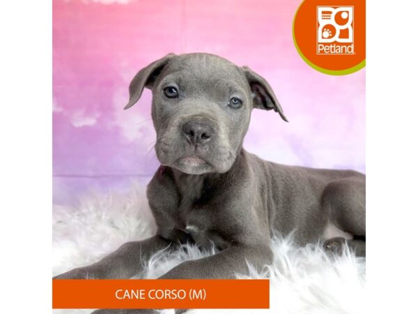 Cane Corso-DOG-Male-Blue-3001-Petland Lancaster