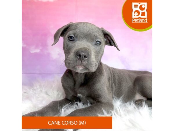 Cane Corso-DOG-Male-Blue-3001-Petland Lancaster, Ohio