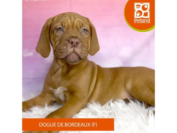 Dogue de Bordeaux DOG Female Mahogany 2993 Petland Lancaster, Ohio