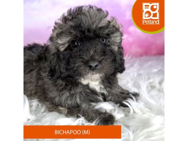 Bichapoo DOG Male brwn/blk 3021 Petland Lancaster, Ohio