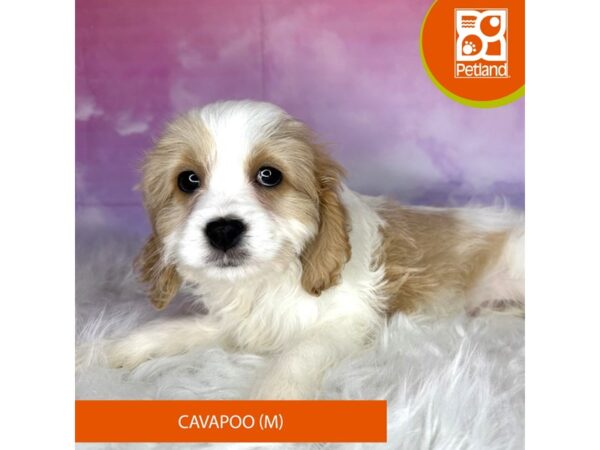 Cavapoo DOG Male Blenheim/white 3020 Petland Lancaster, Ohio