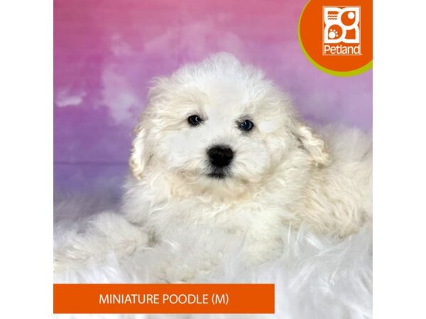 Miniature Poodle-DOG-Male-white-3019-Petland Lancaster, Ohio