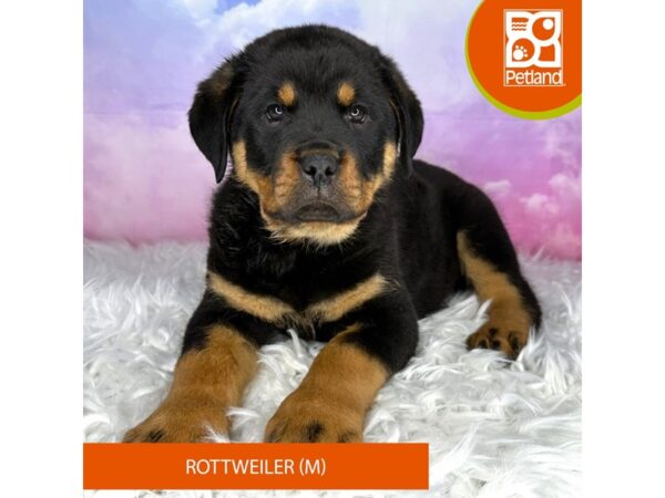Rottweiler DOG Male blk/tn 3018 Petland Lancaster