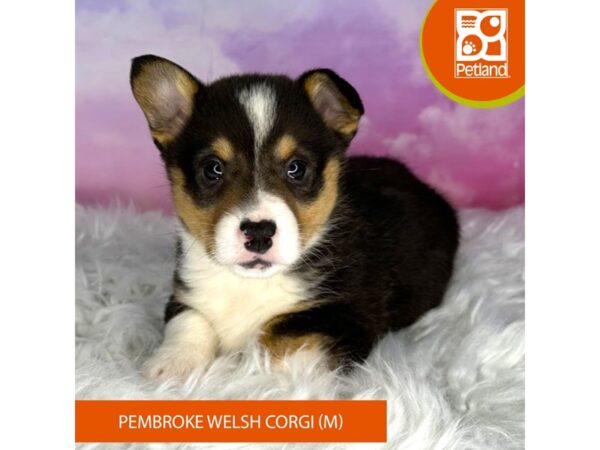 Pembroke Welsh Corgi-DOG-Male-Black Tan / White-3017-Petland Lancaster