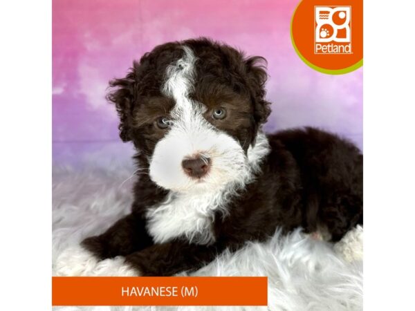 Havanese-DOG-Male-Chocolate / White-3016-Petland Lancaster, Ohio