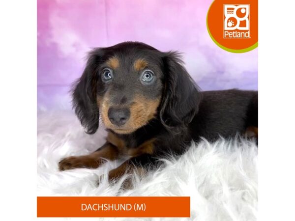 Dachshund DOG Male charcoal/tan 3015 Petland Lancaster, Ohio