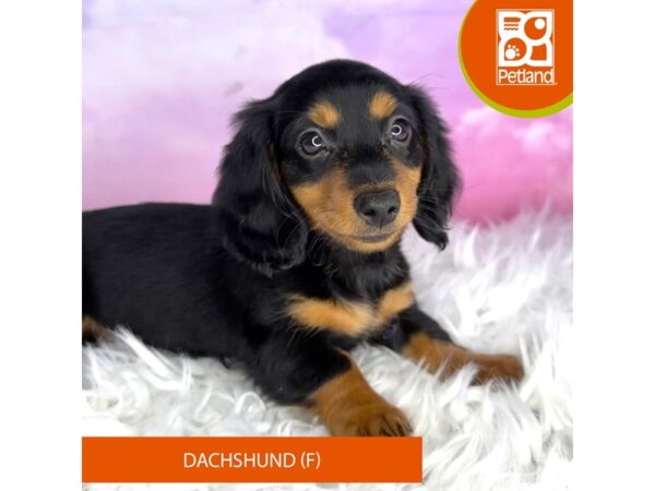 Dachshund DOG Female Black / Tan 3014 Petland Lancaster, Ohio